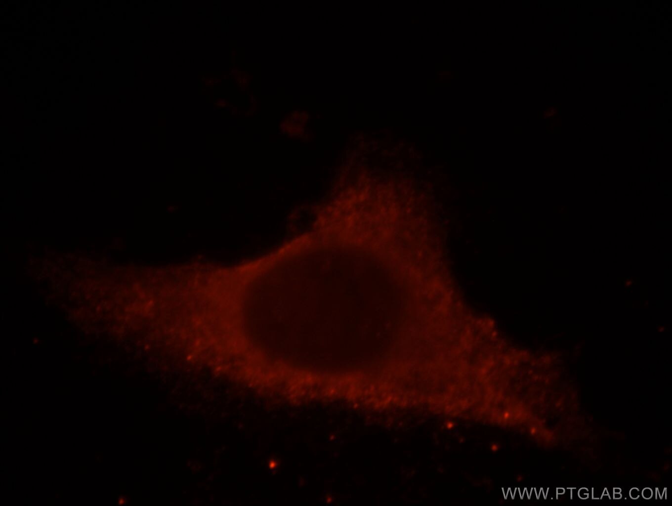 Immunofluorescence (IF) / fluorescent staining of HepG2 cells using THUMPD3 Polyclonal antibody (19807-1-AP)