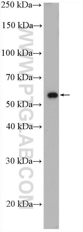 Western Blot (WB) analysis of HepG2 cells using THUMPD3 Polyclonal antibody (19807-1-AP)
