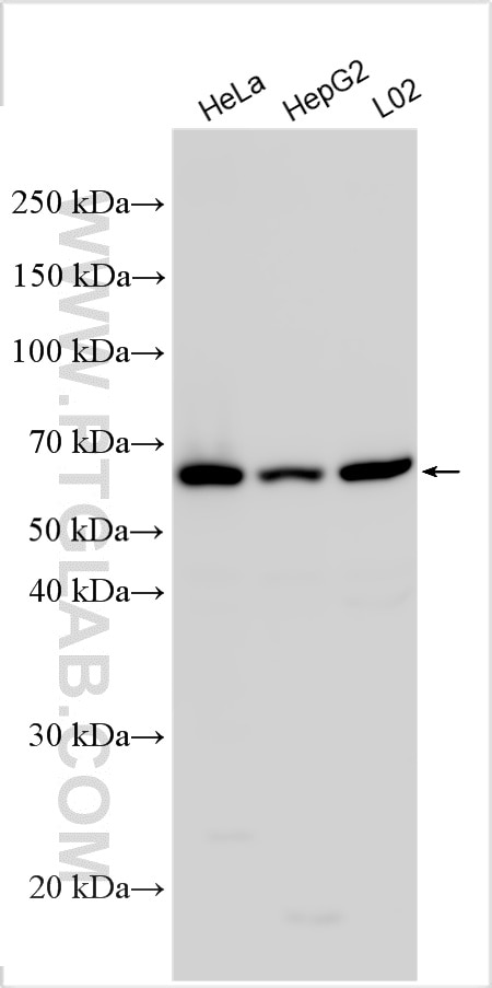 Western Blot (WB) analysis of various lysates using THUMPD3 Polyclonal antibody (19807-1-AP)