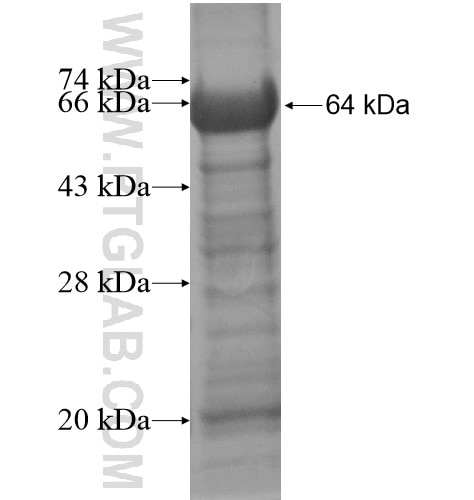 THUMPD3 fusion protein Ag13833 SDS-PAGE