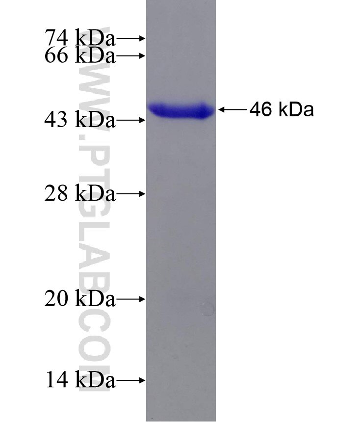 THUMPD3 fusion protein Ag14880 SDS-PAGE