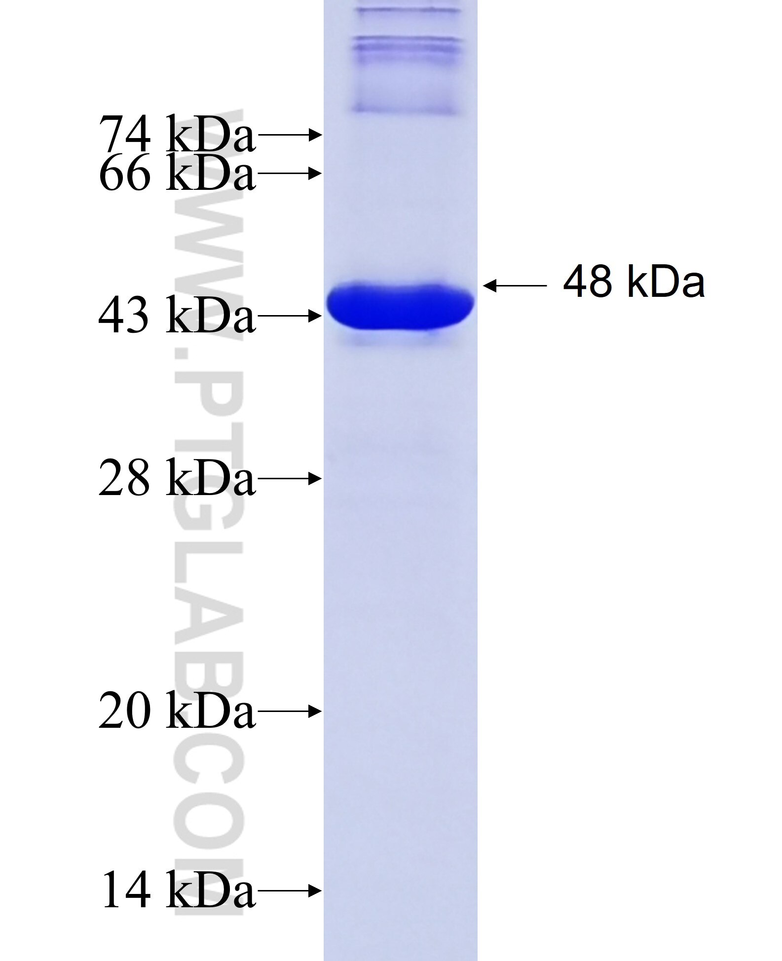 THUMPD3 fusion protein Ag14880 SDS-PAGE