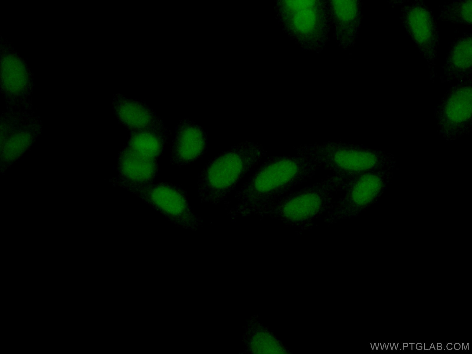 Immunofluorescence (IF) / fluorescent staining of HepG2 cells using THYN1 Polyclonal antibody (15867-1-AP)