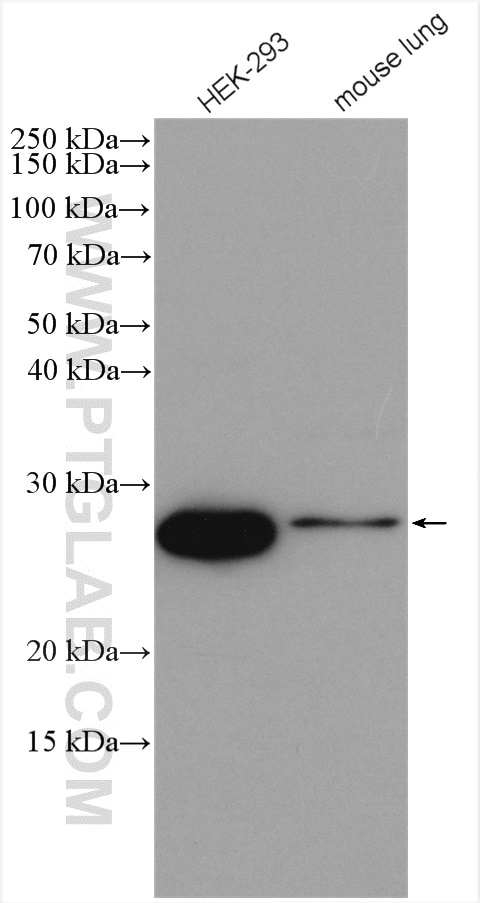 Western Blot (WB) analysis of various lysates using THYN1 Polyclonal antibody (15867-1-AP)