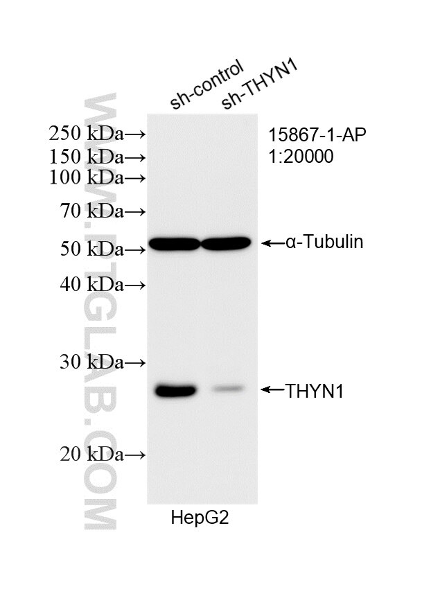 Western Blot (WB) analysis of HepG2 cells using THYN1 Polyclonal antibody (15867-1-AP)