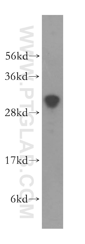 Western Blot (WB) analysis of HEK-293 cells using THYN1 Polyclonal antibody (15867-1-AP)