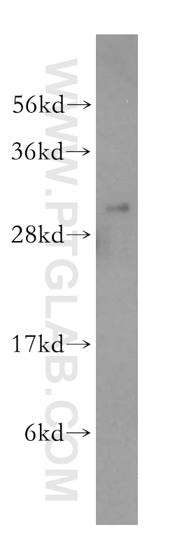 Western Blot (WB) analysis of mouse lung tissue using THYN1 Polyclonal antibody (15867-1-AP)