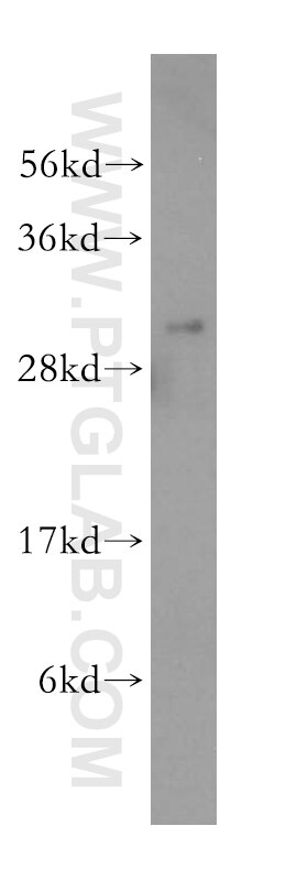 Western Blot (WB) analysis of mouse lung tissue using THYN1 Polyclonal antibody (15867-1-AP)