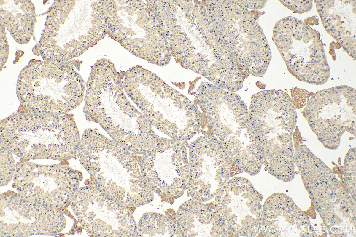 Immunohistochemistry (IHC) staining of mouse testis tissue using THYN1 Monoclonal antibody (68337-1-Ig)