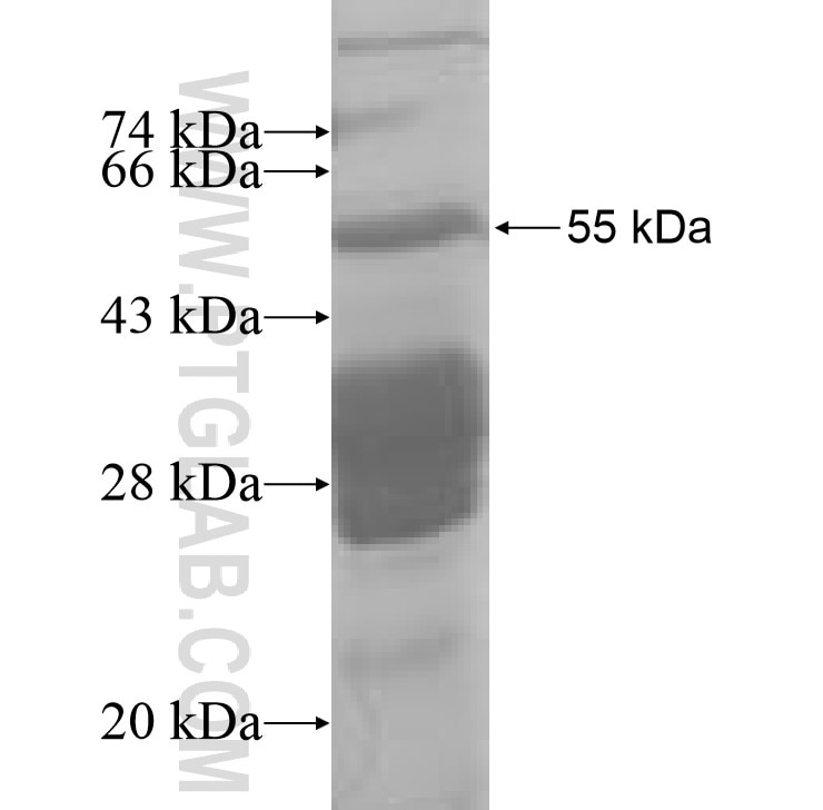THYN1 fusion protein Ag8481 SDS-PAGE