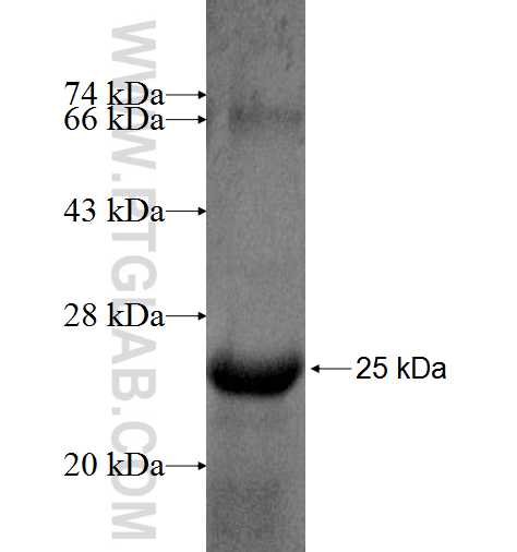THYN1 fusion protein Ag8617 SDS-PAGE