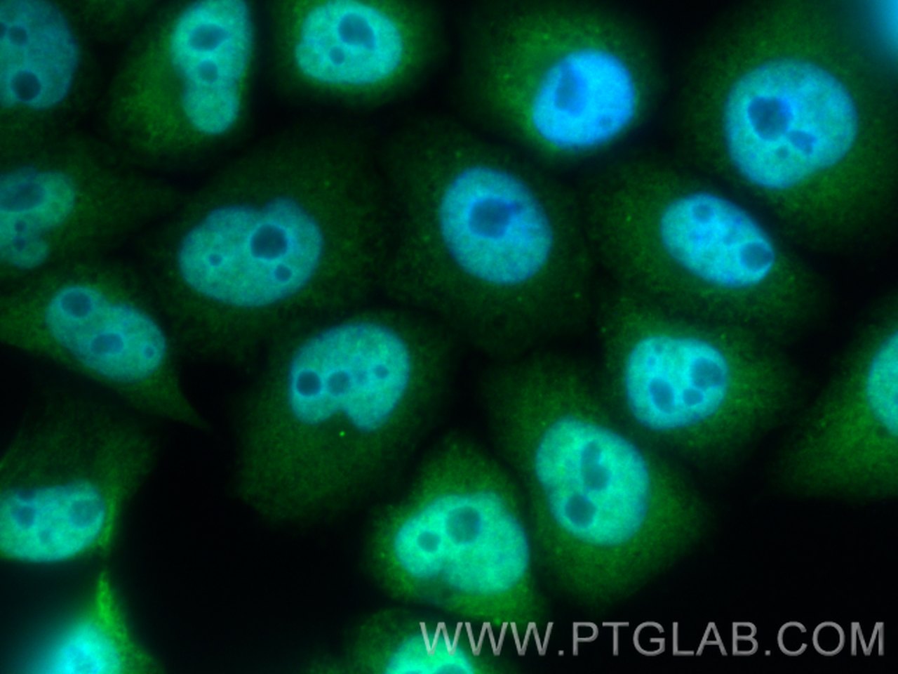 Immunofluorescence (IF) / fluorescent staining of L02 cells using TIA1 Polyclonal antibody (12133-2-AP)