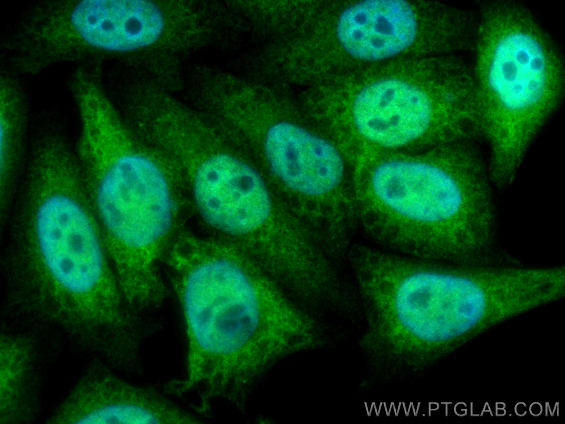 Immunofluorescence (IF) / fluorescent staining of HepG2 cells using TIA1 Polyclonal antibody (12133-2-AP)