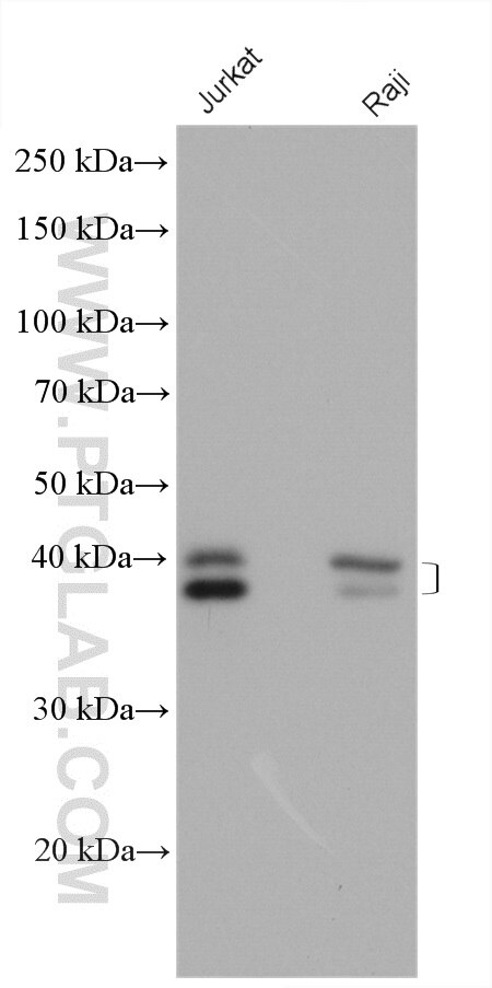 Western Blot (WB) analysis of various lysates using TIA1 Polyclonal antibody (12133-2-AP)