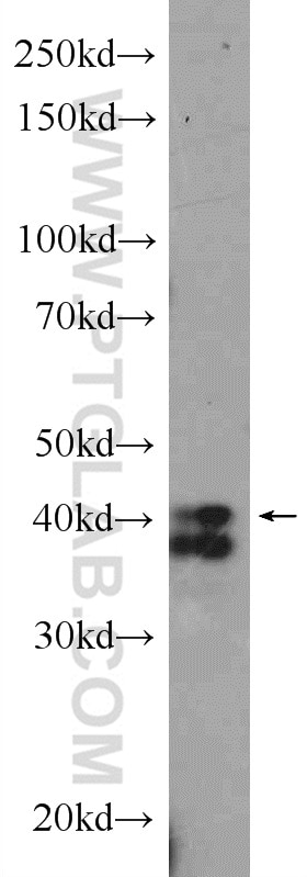 Western Blot (WB) analysis of mouse spleen tissue using TIA1 Polyclonal antibody (12133-2-AP)