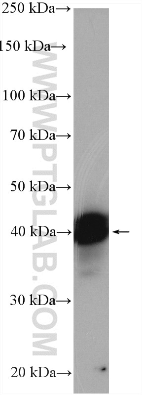 Western Blot (WB) analysis of COLO 320 cells using TIA1 Polyclonal antibody (12133-2-AP)