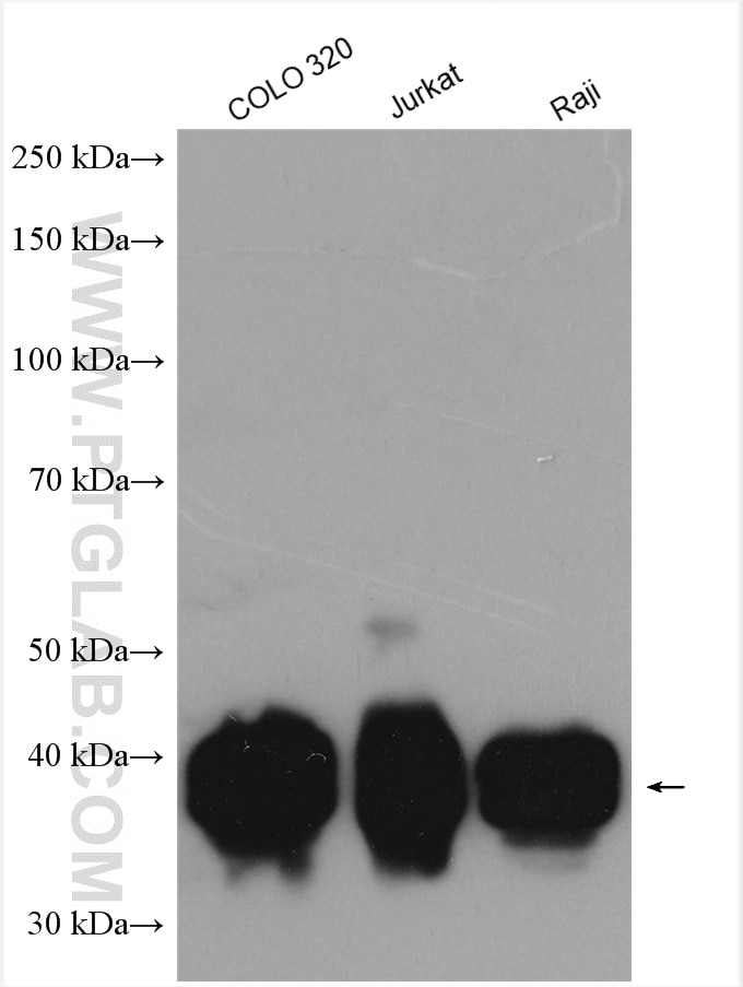 Western Blot (WB) analysis of various lysates using TIA1 Polyclonal antibody (12133-2-AP)