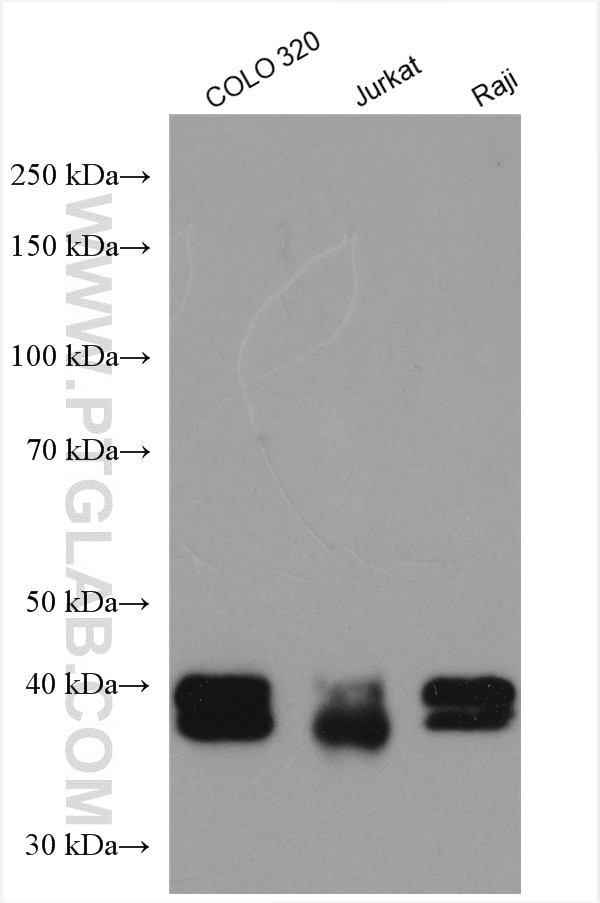 Western Blot (WB) analysis of various lysates using TIA1 Polyclonal antibody (12133-2-AP)