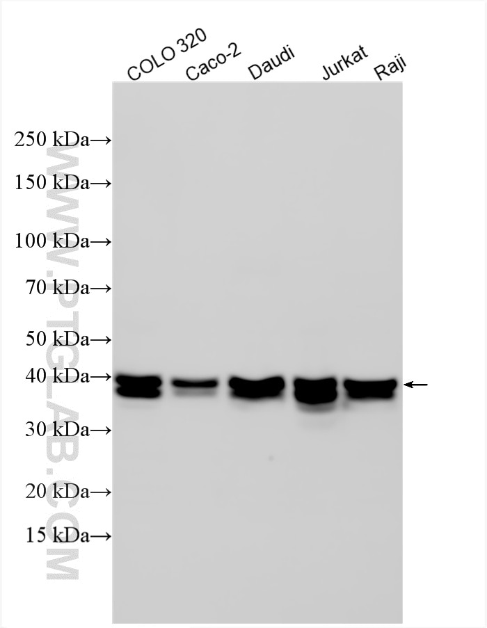Various lysates were subjected to SDS PAGE followed by western blot with 12133-2-AP (TIA1 antibody) at dilution of 1:40000 incubated at room temperature for 1.5 hours. Western Blot (WB) analysis of various lysates using TIA1 Polyclonal antibody (12133-2-AP)