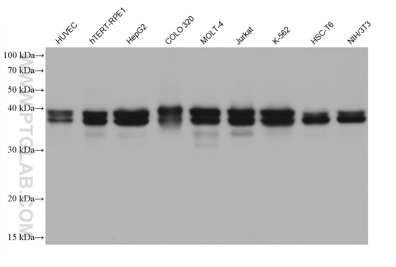 Western Blot (WB) analysis of various lysates using TIA1 Monoclonal antibody (68486-1-Ig)