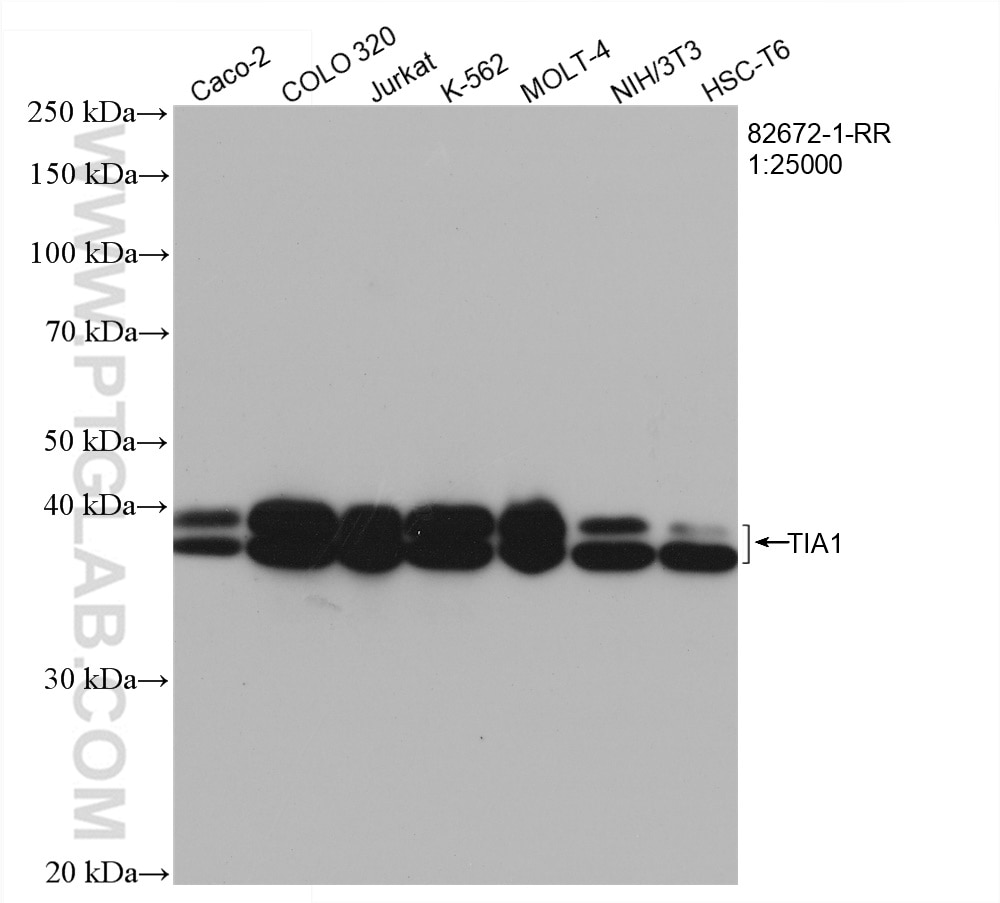 Western Blot (WB) analysis of various lysates using TIA1 Recombinant antibody (82672-1-RR)