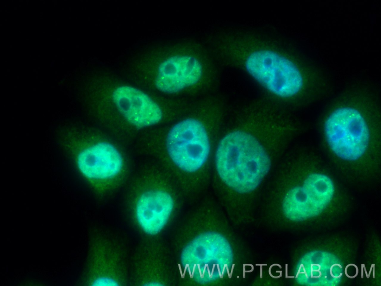 Immunofluorescence (IF) / fluorescent staining of L02 cells using CoraLite® Plus 488-conjugated TIA1 Polyclonal anti (CL488-12133)