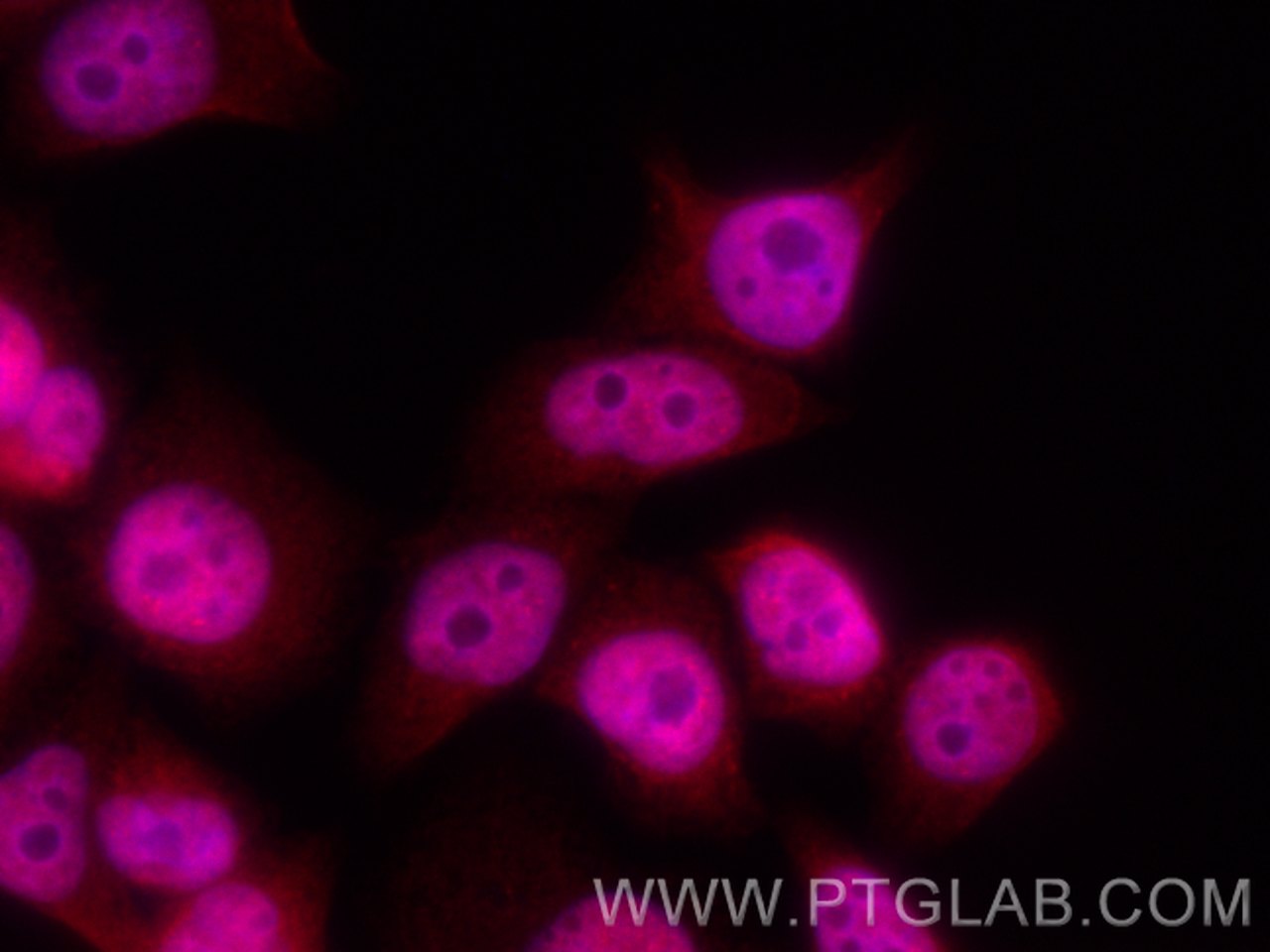 IF Staining of L02 using CL594-12133