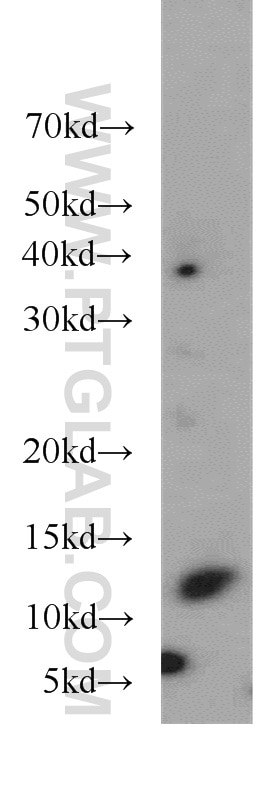 Western Blot (WB) analysis of PC-3 cells using TIAF1 Polyclonal antibody (20328-1-AP)