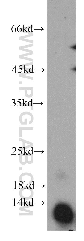 Western Blot (WB) analysis of PC-3 cells using TIAF1 Polyclonal antibody (20328-1-AP)