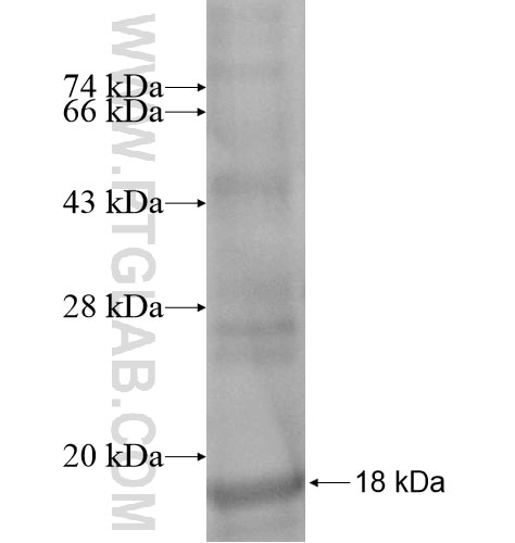 TIAF1 fusion protein Ag14023 SDS-PAGE