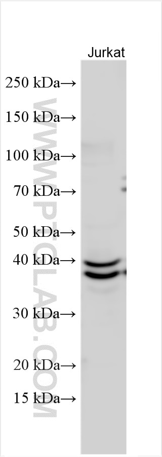 Western Blot (WB) analysis of various lysates using TIAR Polyclonal antibody (17649-1-AP)