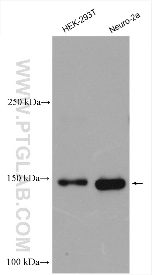 Western Blot (WB) analysis of various lysates using TIAM1 Polyclonal antibody (27694-1-AP)