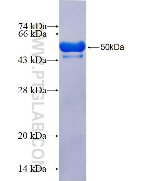 TIAM1 fusion protein Ag26777 SDS-PAGE