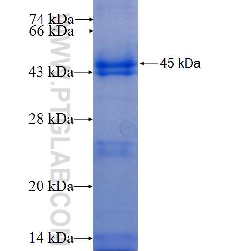 TIAM2 fusion protein Ag25469 SDS-PAGE