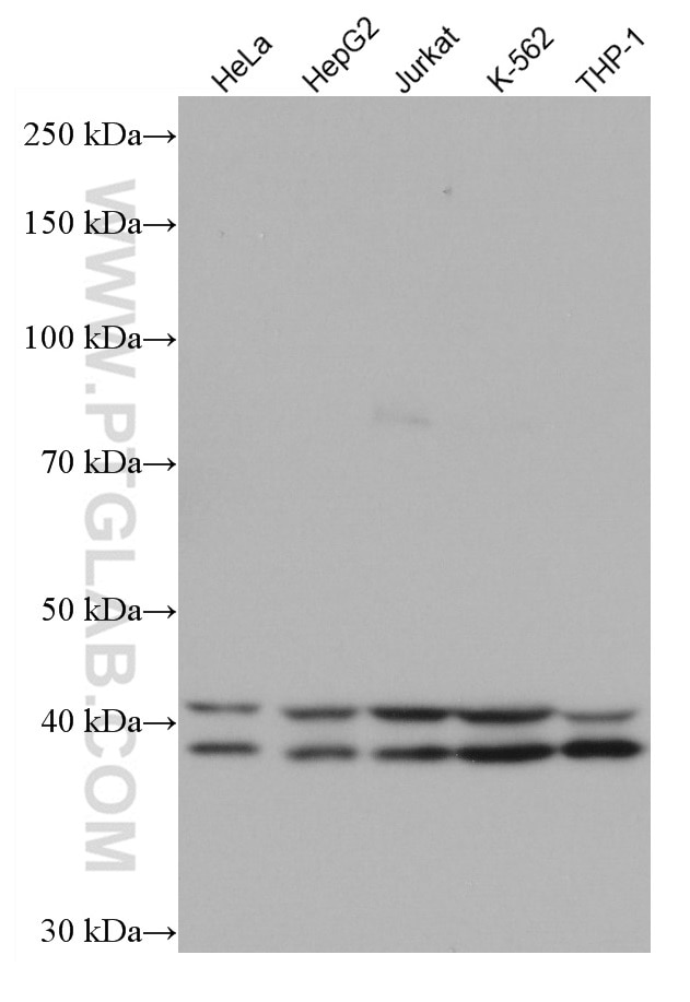 Western Blot (WB) analysis of various lysates using TIAR Monoclonal antibody (66907-1-Ig)