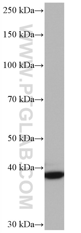 Western Blot (WB) analysis of HSC-T6 cells using TIAR Monoclonal antibody (66907-1-Ig)