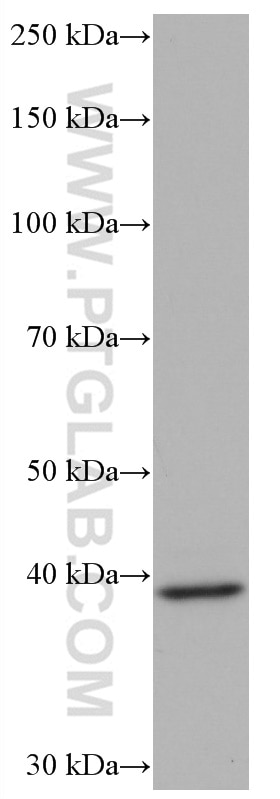 Western Blot (WB) analysis of RAW 264.7 cells using TIAR Monoclonal antibody (66907-1-Ig)