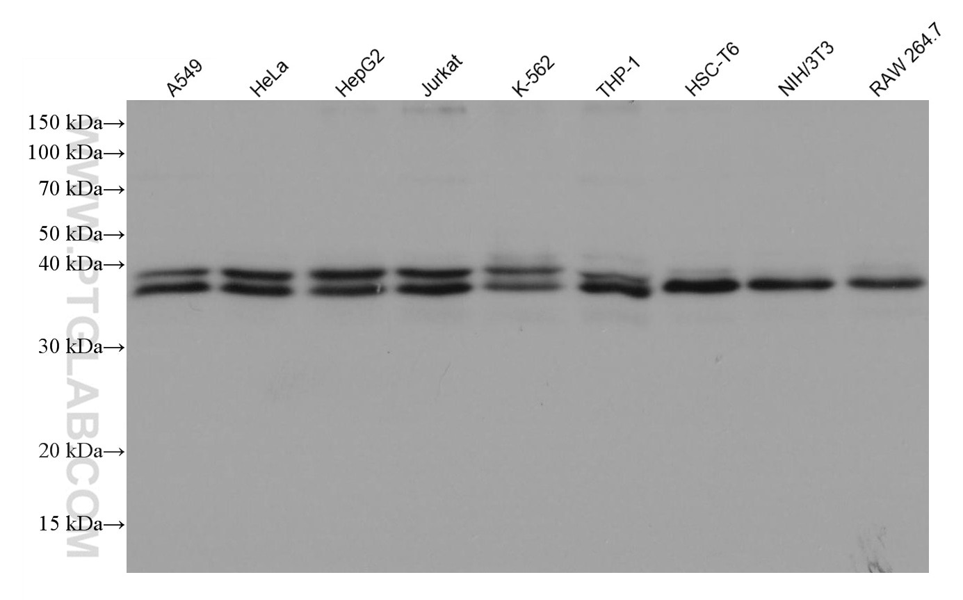 Western Blot (WB) analysis of various lysates using TIAR Monoclonal antibody (66907-1-Ig)