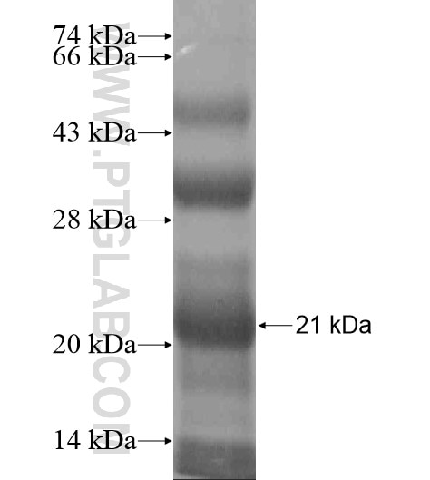 TICAM1 fusion protein Ag19779 SDS-PAGE