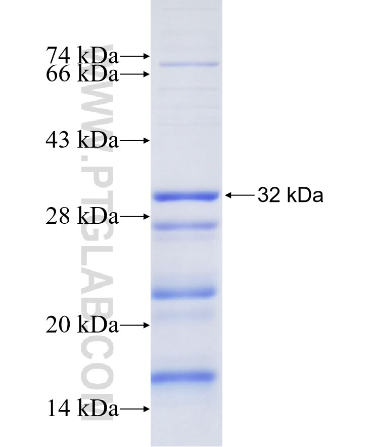 TICAM1 fusion protein Ag19779 SDS-PAGE