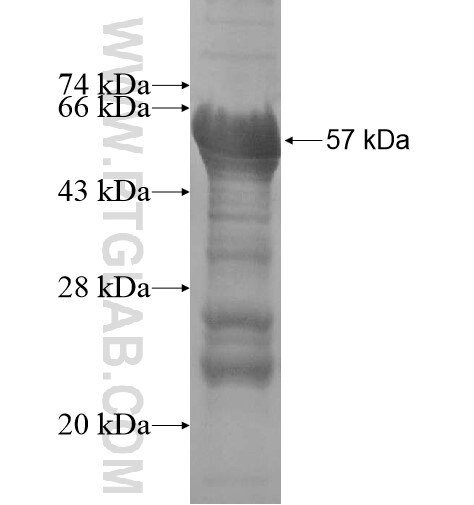 TICAM2 fusion protein Ag15989 SDS-PAGE