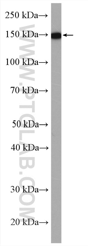 Western Blot (WB) analysis of NIH/3T3 cells using Tie1 Polyclonal antibody (19329-1-AP)