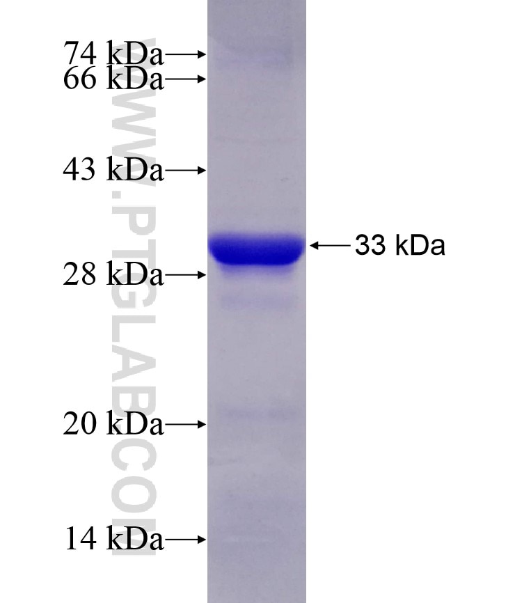 TIE1 fusion protein Ag4728 SDS-PAGE