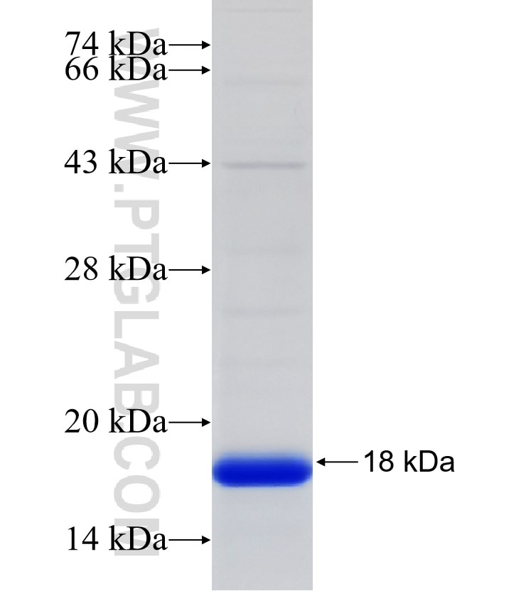 TIFA fusion protein Ag32572 SDS-PAGE