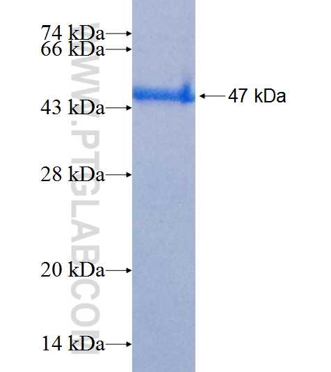 TIFA fusion protein Ag1876 SDS-PAGE