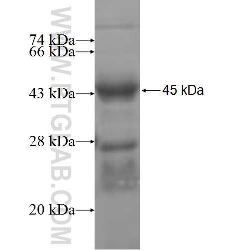 TIGD1 fusion protein Ag4941 SDS-PAGE