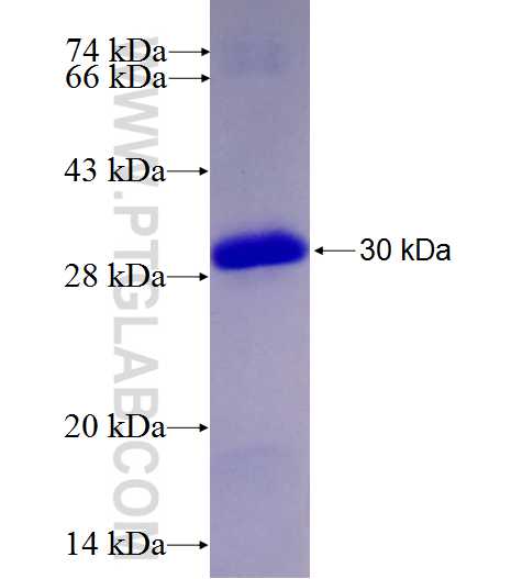 TIGD3 fusion protein Ag27445 SDS-PAGE
