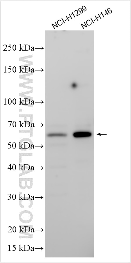 Western Blot (WB) analysis of various lysates using TIGD7 Polyclonal antibody (21864-1-AP)