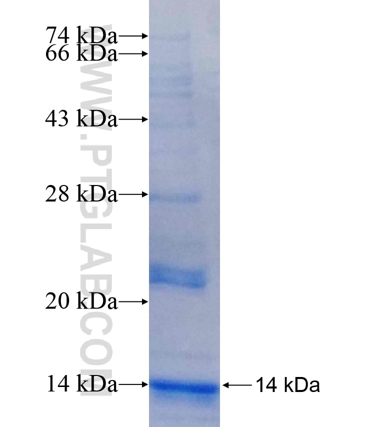 TIGIT fusion protein Ag17031 SDS-PAGE
