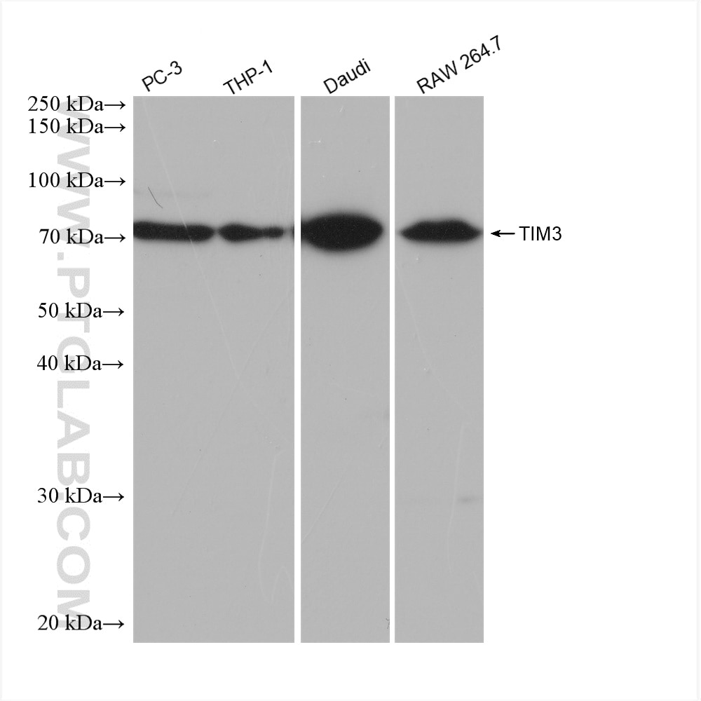 Western Blot (WB) analysis of various lysates using TIM3 Recombinant antibody (82836-1-RR)